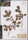 Foto von Salix aurita L. x Salix cinerea L.